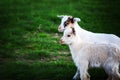 Two white baby goats on green grass Royalty Free Stock Photo