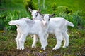 Two white baby goats standing on green lawn Royalty Free Stock Photo