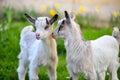 Two white baby goats standing on green lawn Royalty Free Stock Photo