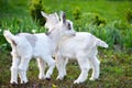 Two white baby goats standing on green lawn Royalty Free Stock Photo