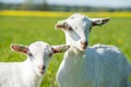 Two white baby goats standing on green lawn Royalty Free Stock Photo