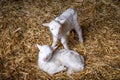 Two white baby lambs on a hay. Royalty Free Stock Photo