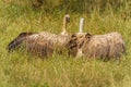 Two White backed Vultures fighting, Lake Mburo National Park, Uganda.