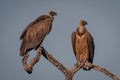 Two white-backed vultures on tree in sunshine Royalty Free Stock Photo