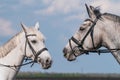 Two white beautiful horse heads at blue sky background Royalty Free Stock Photo