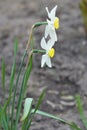 Two white beautiful narcissus. Macro photo of flower.