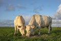 Two white beef cows eating hay, standing in a meadow in front view Royalty Free Stock Photo