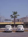 Beetles and Palm Tree