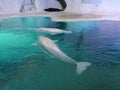 Two White Beluga whales swimming Royalty Free Stock Photo