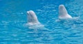 Two white beluga whales