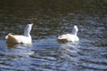 Two white big geese peacefully swimming together floating on the surface of quiet clear blue water. Beauty of birds, domestic poul