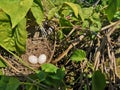 Two white bird egg in a nest made of hay on the tree, animal Poultry Royalty Free Stock Photo