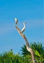 White crane and Egret balance dead tree bird rookery Naples Florida Royalty Free Stock Photo