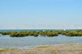 Two white birds fly over the unique mangrove forests. Royalty Free Stock Photo