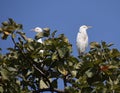 Two white birds heron sitting on the top of a tree Royalty Free Stock Photo