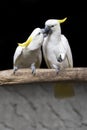 Two white birds kissing on branch Royalty Free Stock Photo