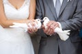Two white birds - pigeons - on hands of bride and groom Royalty Free Stock Photo