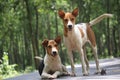 Two white and black brown mixed Bengali dogs are standing on the road. Royalty Free Stock Photo