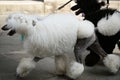 Two white and black poodles