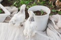 2 two white brama Colombian chickens from the back against the background of green leaves, close-up Royalty Free Stock Photo