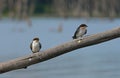 Two white-breasted swallows sit on a branch above the water