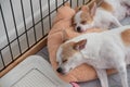 Two white brown Chihuahua puppy sleeping on pillow Royalty Free Stock Photo