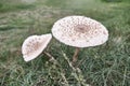 Two white brown parasol mushrooms among green grass in clearing. Royalty Free Stock Photo