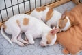 Two white brown puppy sleeping on pillow Royalty Free Stock Photo