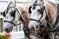 Two White Brown Spotted Horses Pulling Wagon Royalty Free Stock Photo