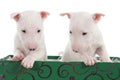 Two white bull terrier puppies in a green box