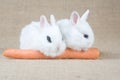 Two white bunny and a carrot Royalty Free Stock Photo