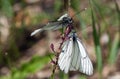 Two white butterflies on one flower