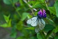 Two white butterflies sit on a flower.