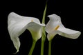 Two white calla lilies isolated over black background Royalty Free Stock Photo