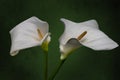 Two white calla lilies isolated over vintage green background Royalty Free Stock Photo