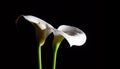 Two white Calla lilies. Royalty Free Stock Photo