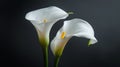 Two White Calla Lilies in a Vase on a Black Background Royalty Free Stock Photo