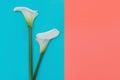 Two white calla lilly flowers on blue and coral background Royalty Free Stock Photo