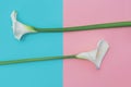 Two white calla lilly flowers on blue and pink background Royalty Free Stock Photo