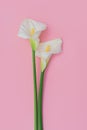 Two white calla lilly flowers on pink background Royalty Free Stock Photo