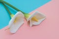 Two white calla lilly flowers on pink and blue background. Top view. Royalty Free Stock Photo