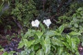 Two white calla lily flowers in bloom. Bush in New Zealand