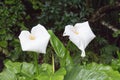 Two white calla lily flowers in bloom. Bush in New Zealand