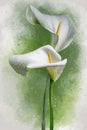 Two white Calla Lily flowers on a green background. Botanical watercolor illustration Royalty Free Stock Photo
