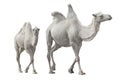 Two white camel isolated Royalty Free Stock Photo
