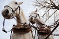 Two white carriage horses