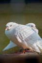 Two white carrier pigeons