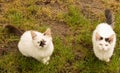 Two white cat siblings in the grass looking at the camera Royalty Free Stock Photo