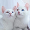 Two white cats with different colored eyes. Royalty Free Stock Photo