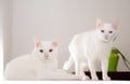 Two white cats with a flower in the background